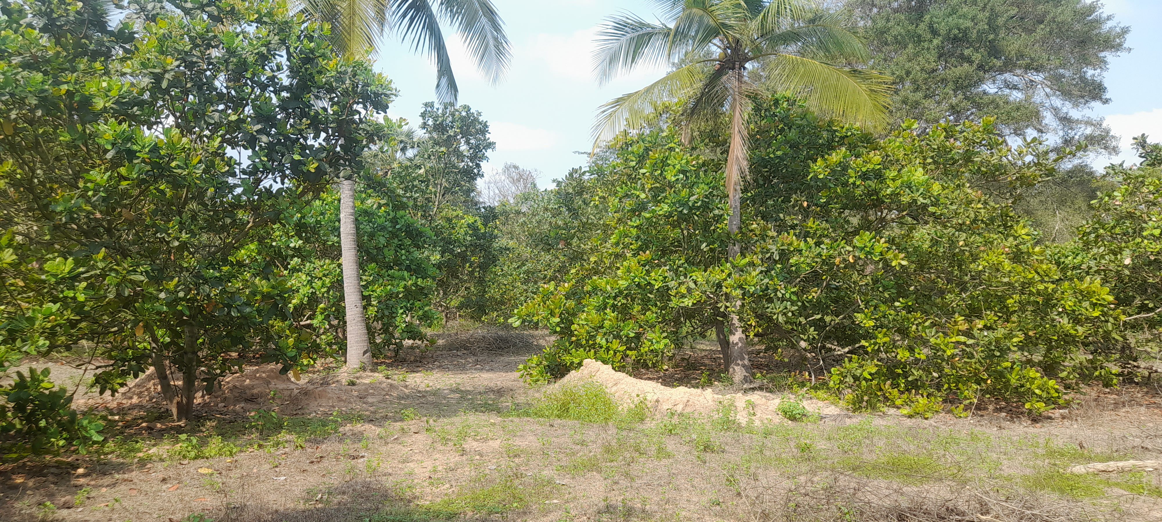 1.75 ekkar kaaju thottam