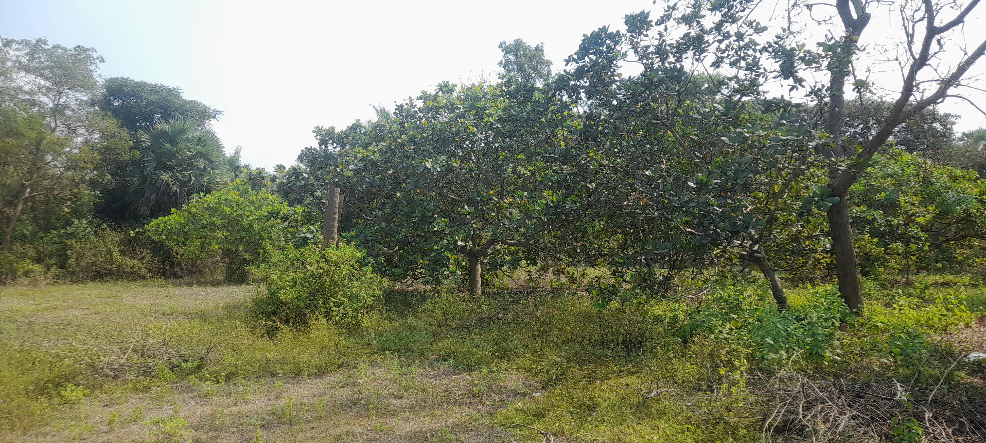 1.75 ekkar kaaju thottam